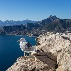 Seagull kijkt naar de Middellandse Zee in Spanje van Adriana Mueller