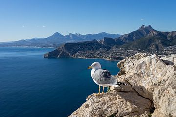 Mouette regarde la mer Méditerranée en Espagne