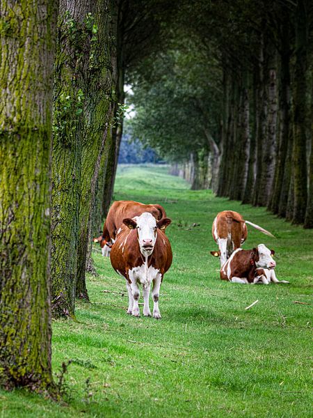 Kühe von Scholtes Fotografie