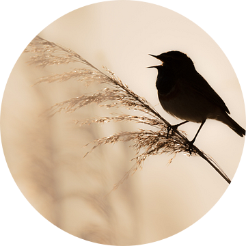 Blauwborst silhouet van Andy Luberti