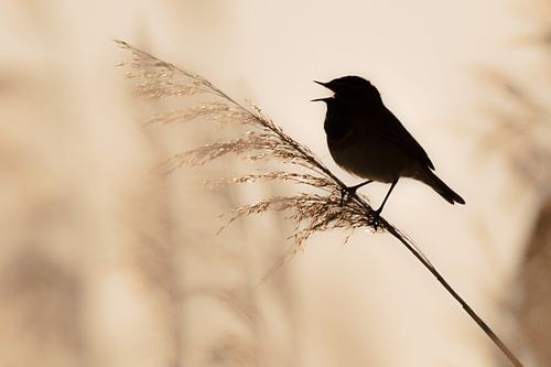 Silhouette de la gorge bleue