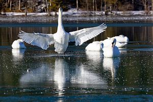 Danse du cygne sur la glace