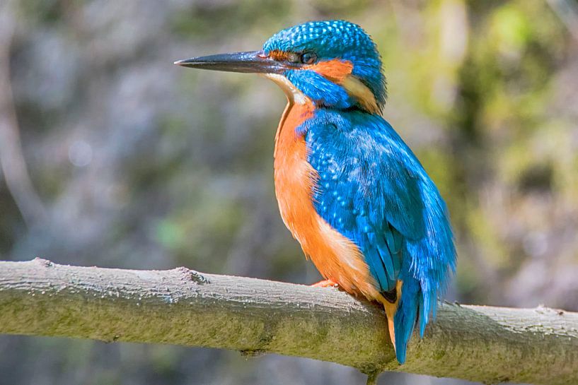 Kingfisher by Peter Bartelings