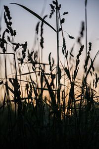 Silhouette de fleurs sauvages au coucher du soleil