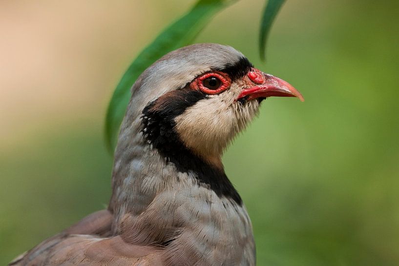 Red Partridge :Ouwehands Dierenpark by Loek Lobel