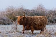 Schotse Hooglander op een koude Winterochtend van Charlene van Koesveld thumbnail