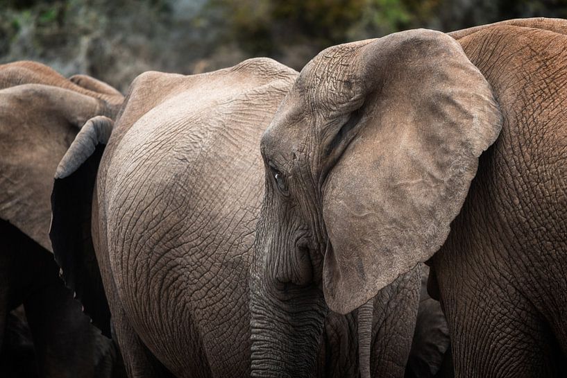 Olifanten by Trudy van der Werf