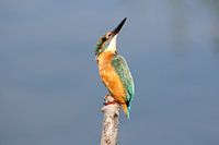 IJsvogel