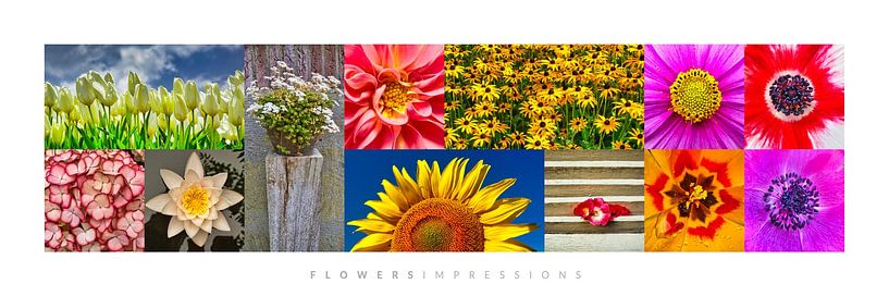 Flower Impressions by Harry Hadders Design