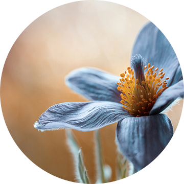 Pasque van Mandy Disher