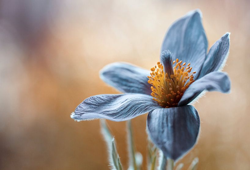 Passepartout von Mandy Disher