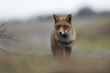 Fuchs ( Vulpes vulpes ) im Winterfell kommt einen Hügel hoch von wunderbare Erde