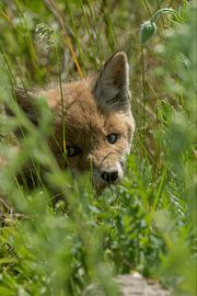 Cuteness in the grass von Sascha Sirch