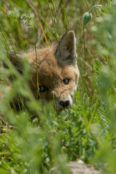 De la mignonnerie dans l'herbe