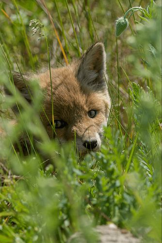 Cuteness in the grass