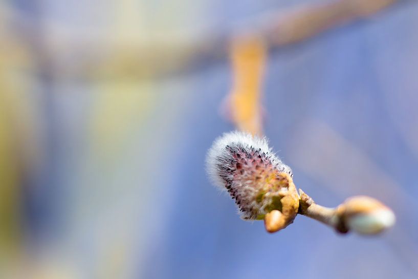Willow Cat by JWB Fotografie