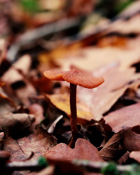 Mushroom in the forest 2 by The Art Page Of MG