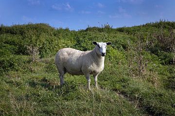 Schaap in natuur gebied van Albert Brunsting