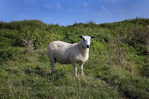 Moutons dans une réserve naturelle sur Albert Brunsting