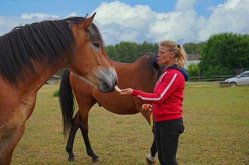 Trakehner Feldmeyer en Rijnlandse Koudbloed Enzo met eigenaar