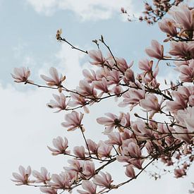 Magnolia boom in Marchin, Belgische Ardennen van Manon Visser