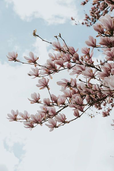 Magnolia boom in Marchin, Belgische Ardennen van Manon Visser