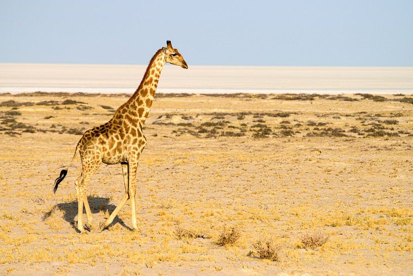 Giraf in de Namib woestijn van Merijn Loch