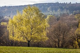 Die Birke trägt ihr leuchtendes Frühlingskleid by Christian Müringer