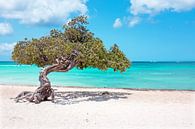 Divi-Divi-Baum auf der Insel Aruba im Karibischen Meer von Eye on You Miniaturansicht