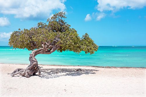 Divi divi tree on Aruba island in the Caribbean Sea