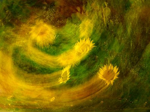 Dans van de zonnebloemen