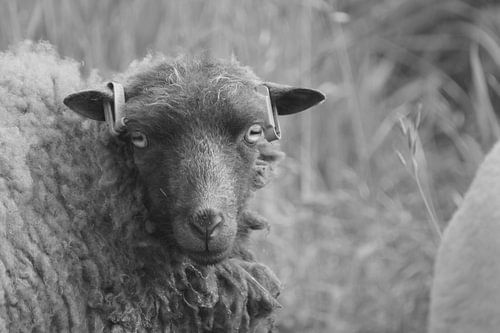 De blik van een schaap