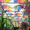So many umbrellas by Frank's Awesome Travels