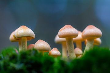 Mushrooms by Evelyne Renske