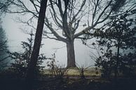 Eerie Forest by Meike Huibers thumbnail