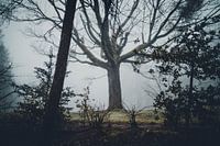 Eerie Forest