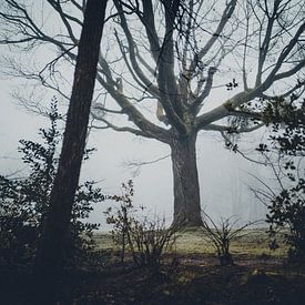 Eerie Forest van Meike Huibers