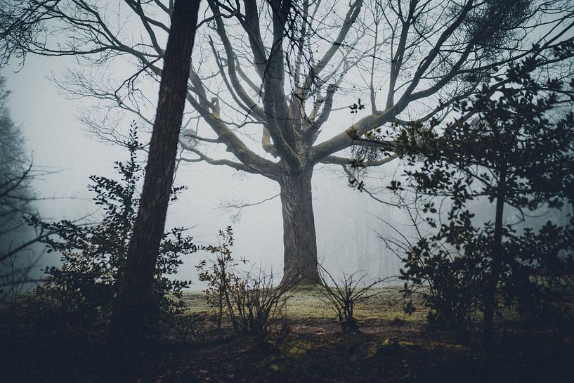 Eerie Forest by Meike Huibers