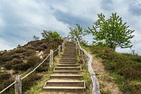 Landscape with trees and rocks in the Harz area, Germany
