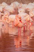 Rosaflamingo im Wasser. Camargue, Frankreich