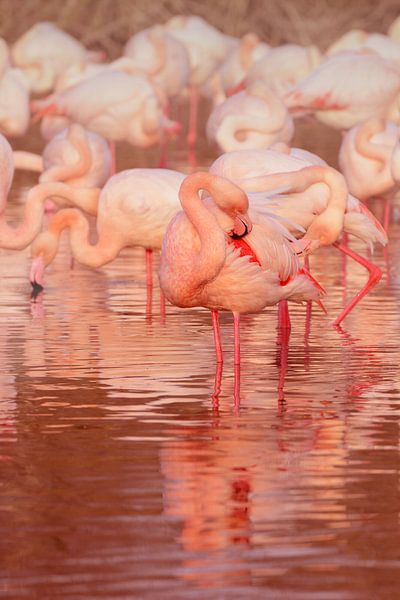 Roze flamingo met waterreflectie in de Camargue van Catalina Morales Gonzalez