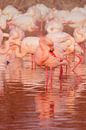 Roze flamingo met waterreflectie in de Camargue van Catalina Morales Gonzalez thumbnail