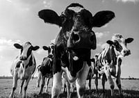 Vaches dans un domaine pendant l'été en noir et blanc