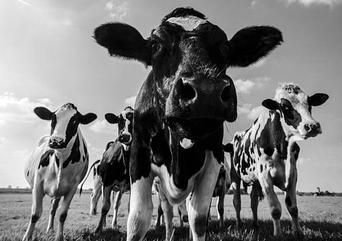 Vaches dans un domaine pendant l'été en noir et blanc