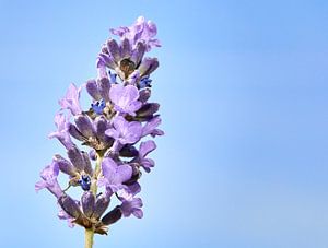 Lavender by Graham Forrester