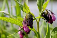 Paars bloemetje in de zon