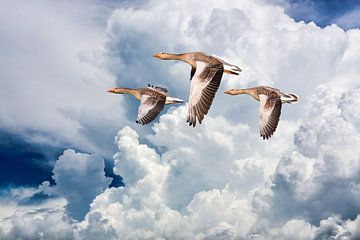 Drie vliegende ganzen tegen dreigende wolkenlucht van Inge van den Brande