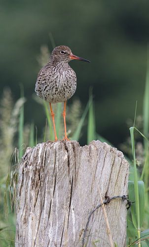 Tureluur op oude paal in de polder.