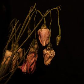 Verdroogde rozen van Bart van Dam
