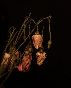 Verdroogde rozen van Bart van Dam